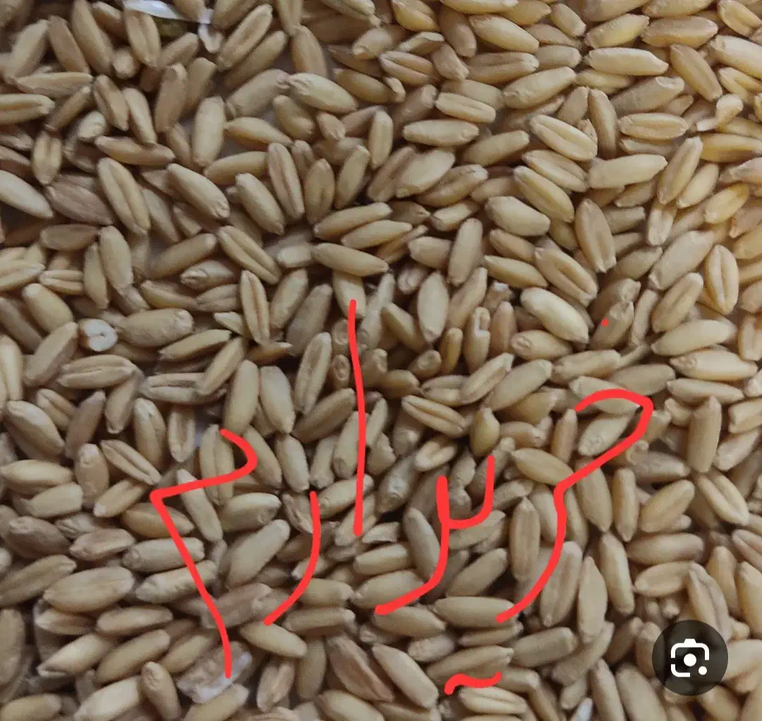 گندم دیم|خوردنی و آشامیدنی|اصفهان, مهدیه|دیوار