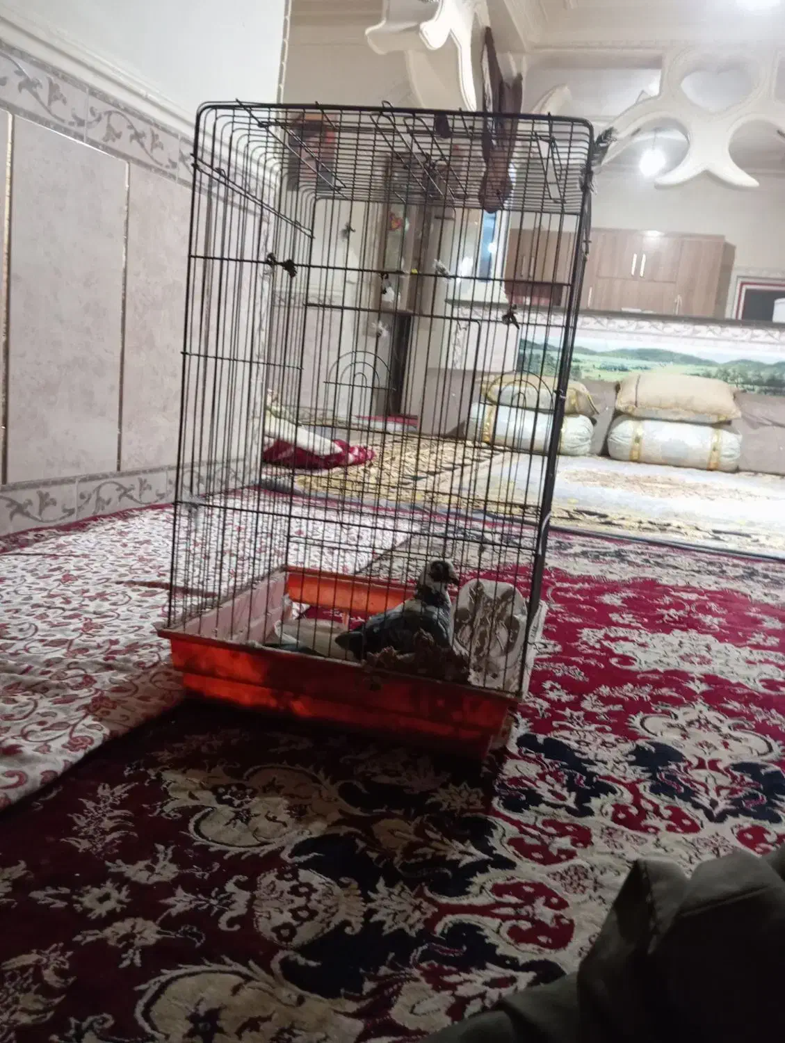 قفس طوطی|لوازم جانبی حیوانات|هیرمند, |دیوار