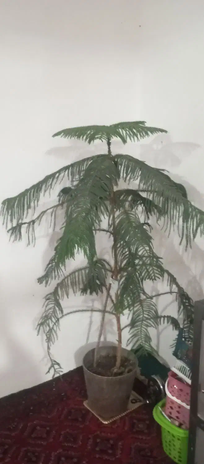 گلکاجفروشی|گل و گیاه طبیعی|زاوه, |دیوار