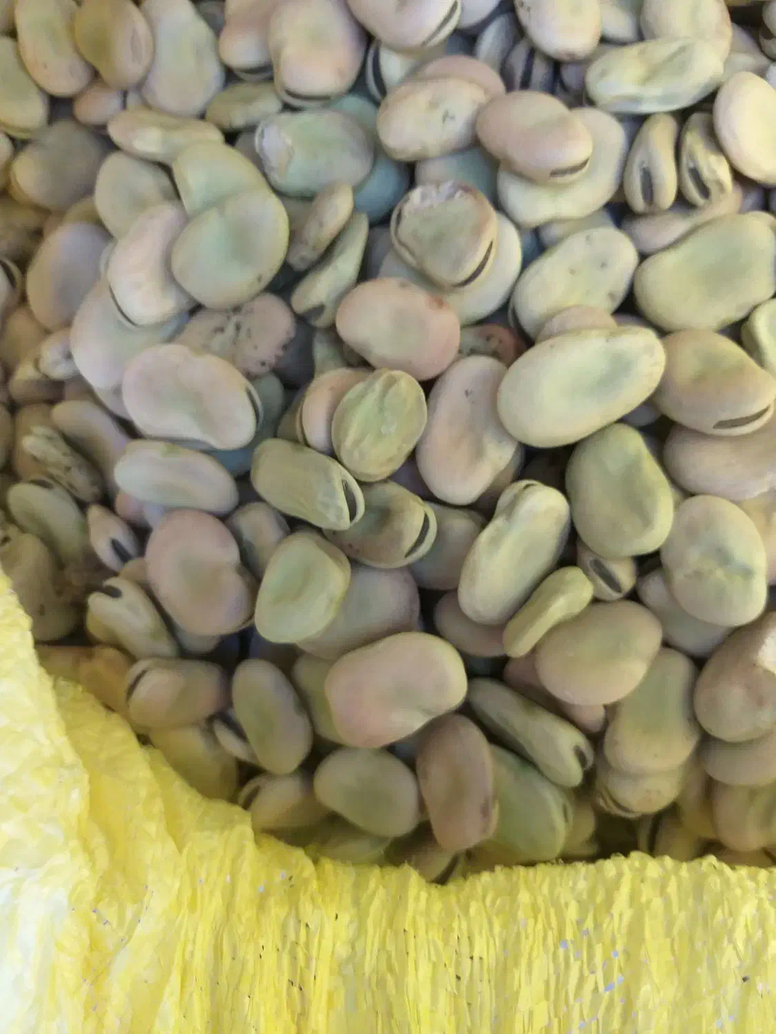 باقله خشک درجه یک|خوردنی و آشامیدنی|گوآور, |دیوار