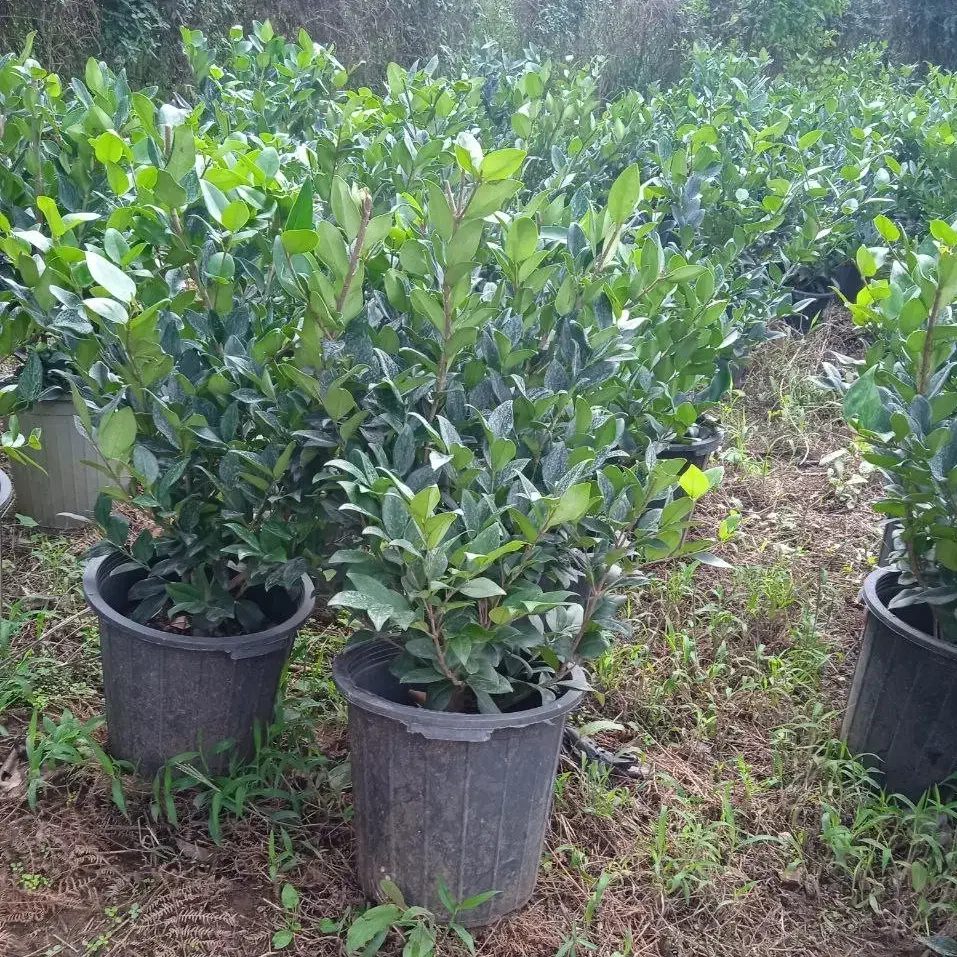 یاس هلندی گلدان 12|گل و گیاه طبیعی|واجارگاه, |دیوار