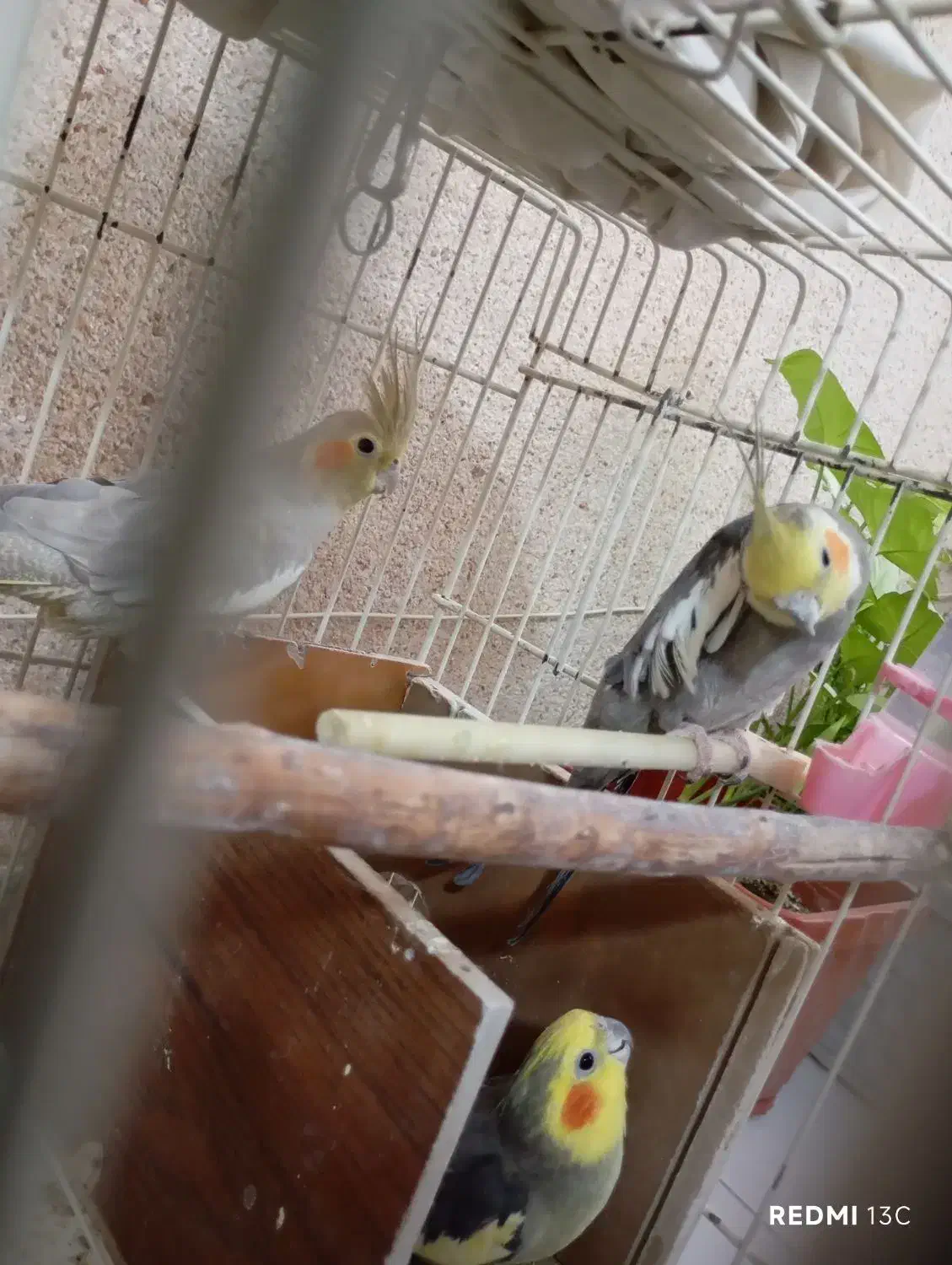 عروس هلندی|پرنده|دماوند, دماوند|دیوار