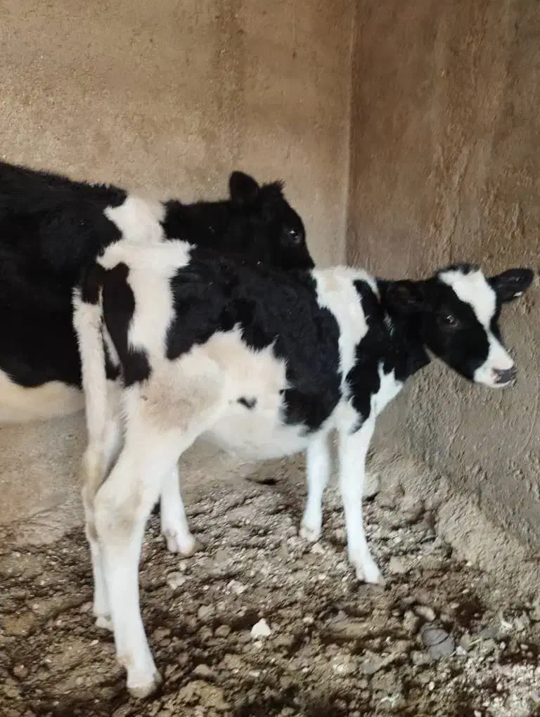 فروش گوساله|حیوانات مزرعه|رونیز, |دیوار