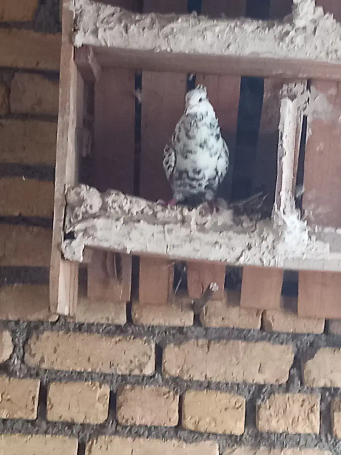 کفتر|لوازم جانبی حیوانات|بیستون, |دیوار