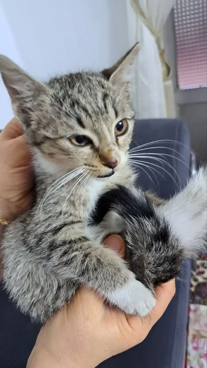 واگذاری بچه‌گربه خونگی و دستی (مهربون و اجتماعی)|گربه|ساری, |دیوار