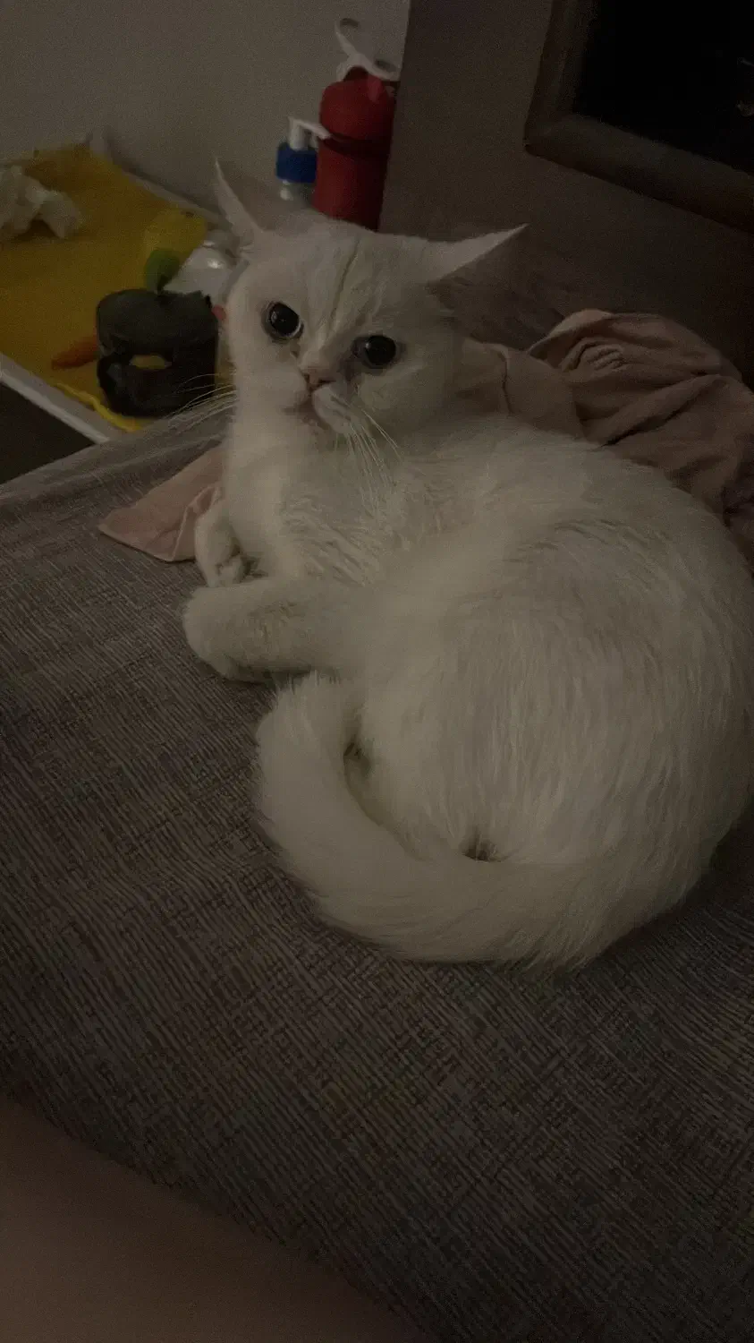 گربه|گربه|تهران, امانیه|دیوار