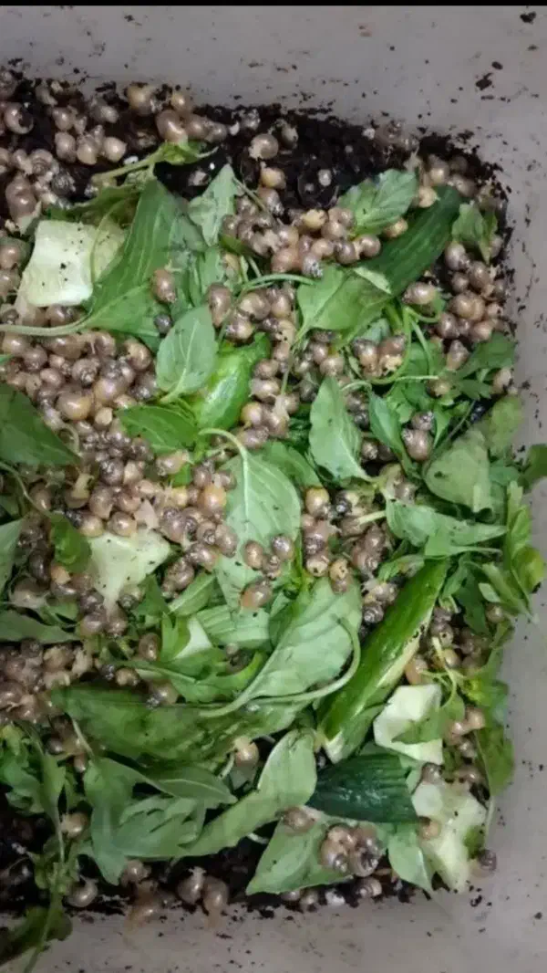 حلزون درمانی|خزنده|نظرآباد, نظرآباد|دیوار