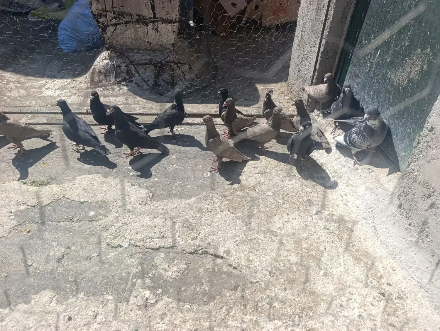 کبوتر یا کفتر|پرنده|شیراز, نصر|دیوار