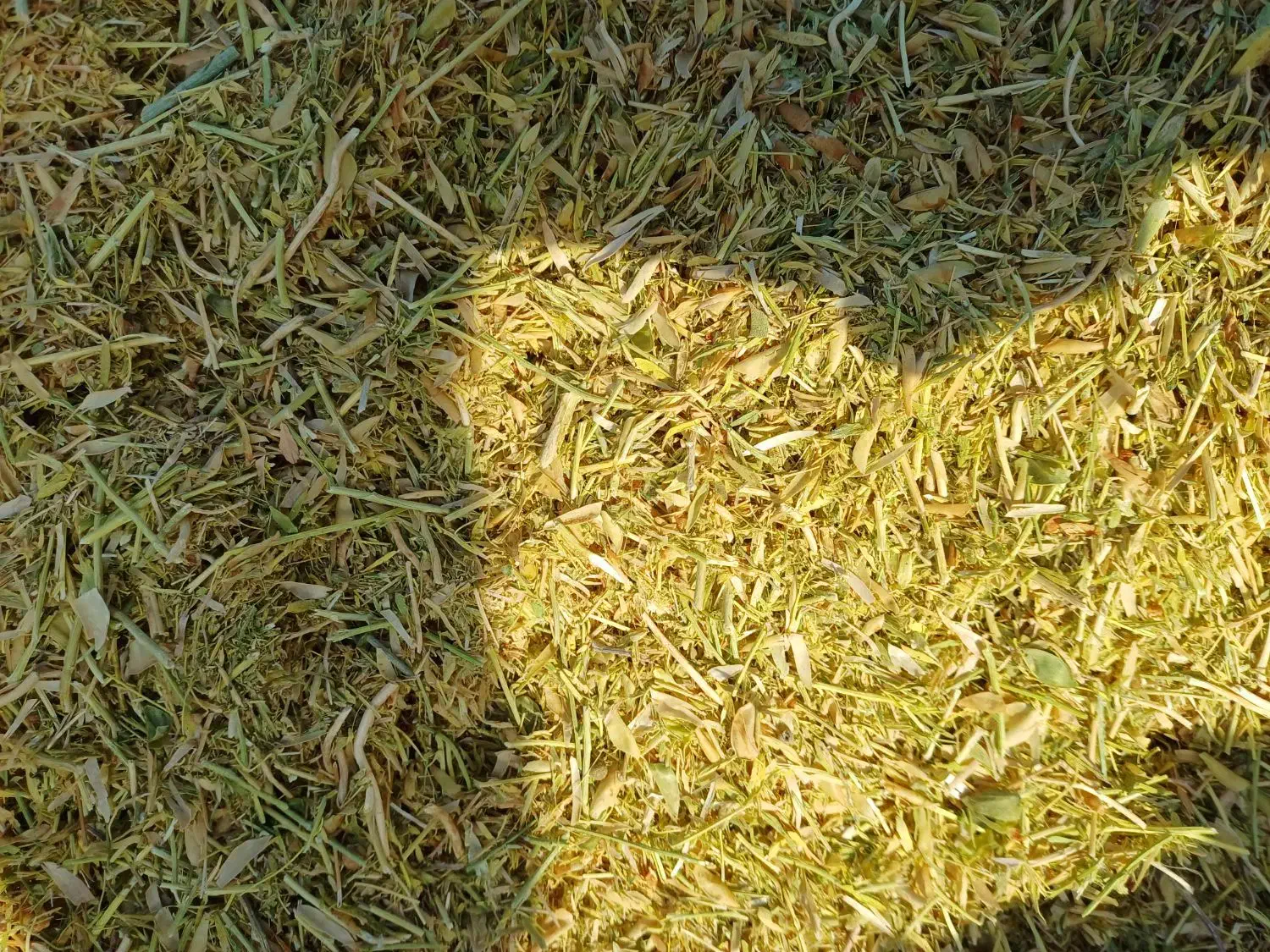 فروش کاه نخود و عدس|لوازم جانبی حیوانات|قیدار, |دیوار