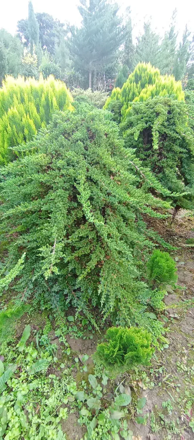 گل وگیاه|گل و گیاه طبیعی|کلاچای, |دیوار