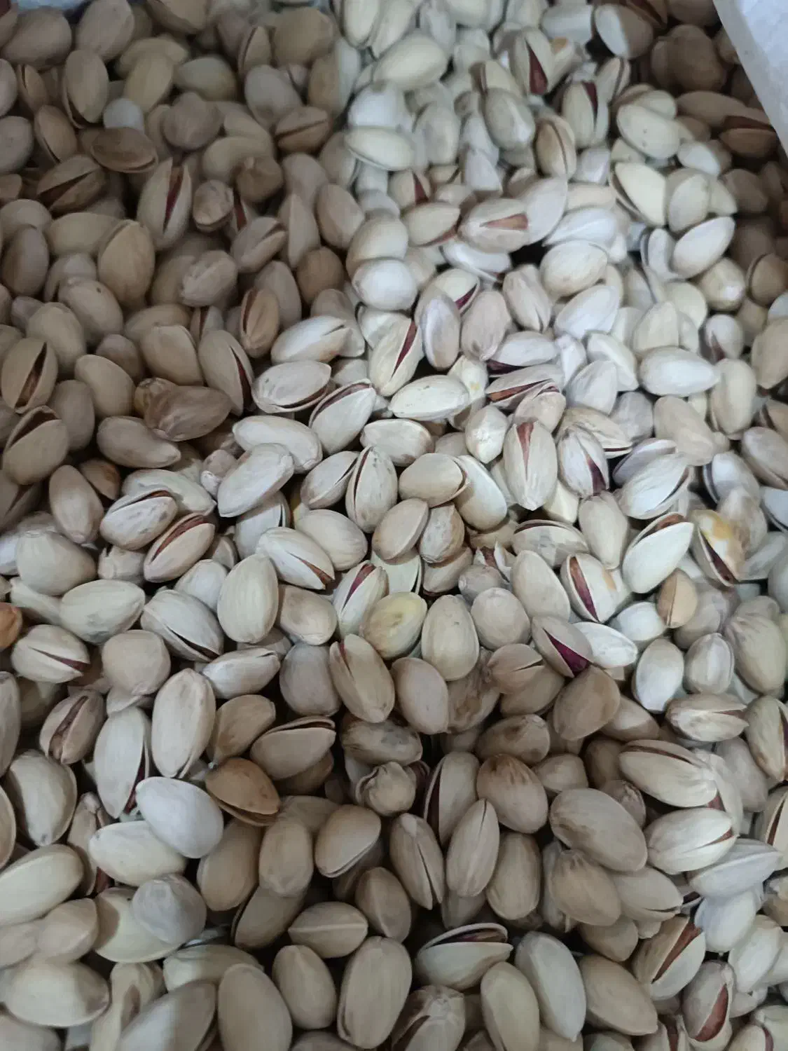 پسته امسالی|عمده‌فروشی|اردکان, |دیوار