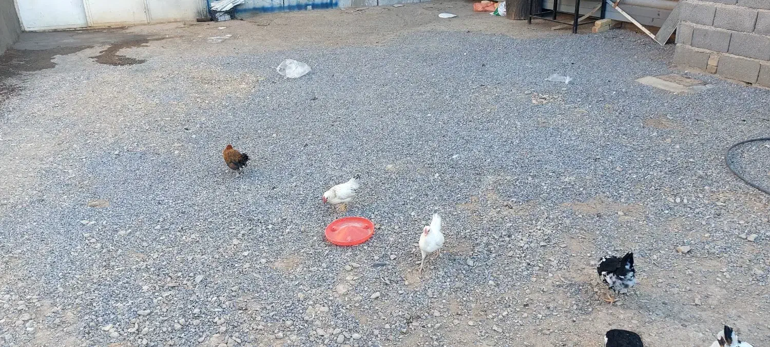 مرغ و خروس مینیاتوری|حیوانات مزرعه|زرندیه, |دیوار