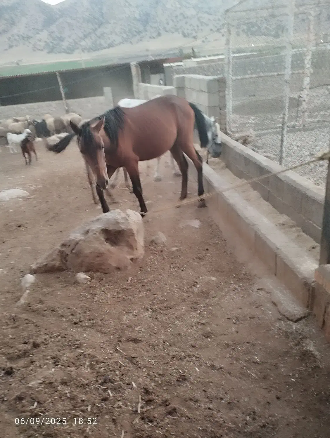 سه عدد مادیان عشایری معاوضه با گوسفند وبز|اسب و تجهیزات اسبسواری|گیلان غرب, |دیوار