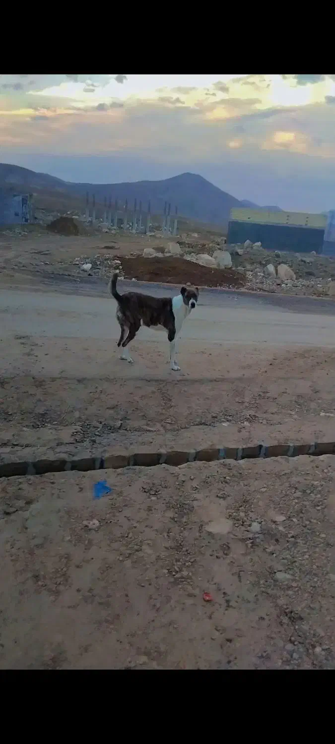 سگ ماده|سگ|بجنورد, |دیوار