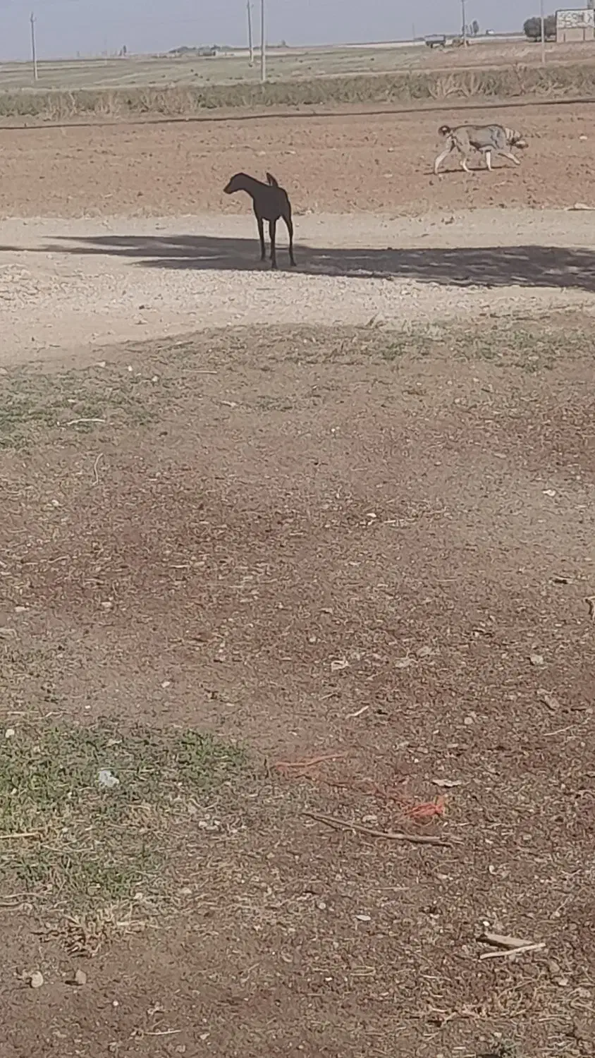 سگ تازی|سگ|قروه, |دیوار