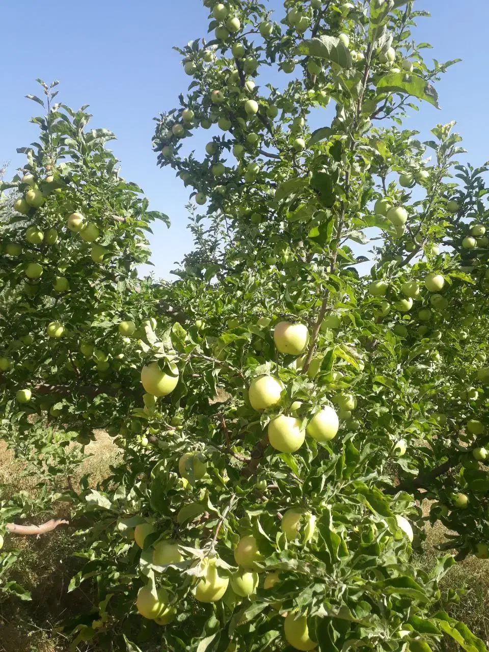 باغ قطره‌ای بالاتر از کمربندی نزدیکی ایستگاه گاز|فروش دفتر صنعتی، کشاورزی، تجاری|اهر, |دیوار