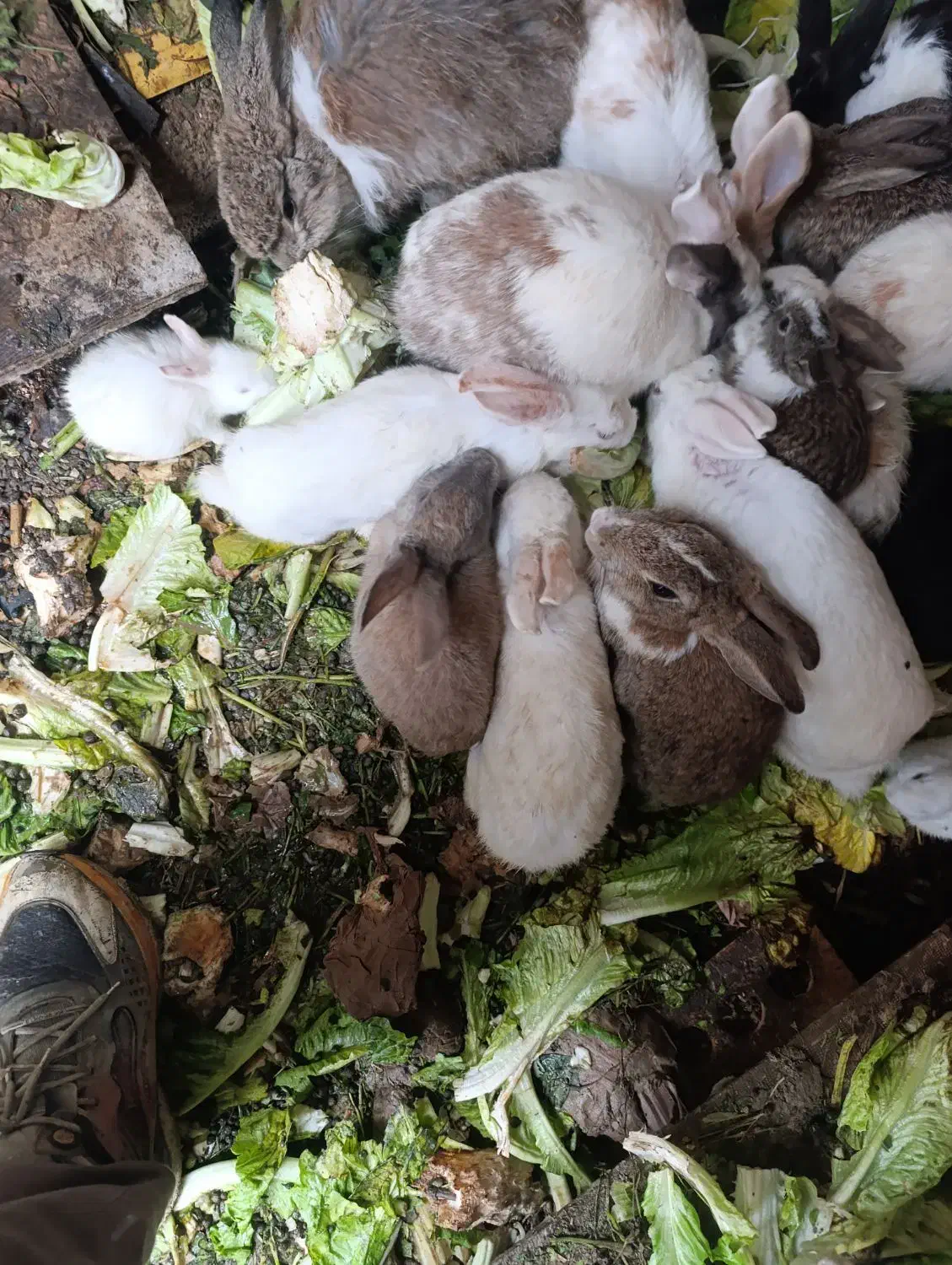 خرگوش ناز کوچولو|موش و خرگوش|سنندج, |دیوار