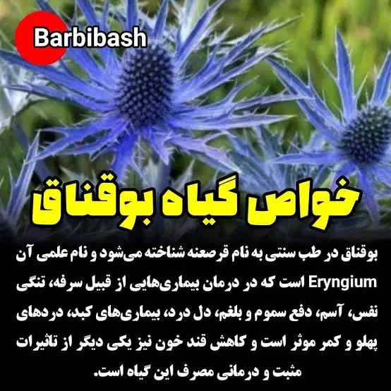 عرقیجات بوقناق درمان قند خون وپایین آوردن قند|خوردنی و آشامیدنی|مشهد, رسالت|دیوار