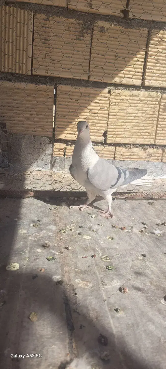 کبوتر دمگیر خرقه|پرنده|اصفهان, قهاب جنوبی|دیوار