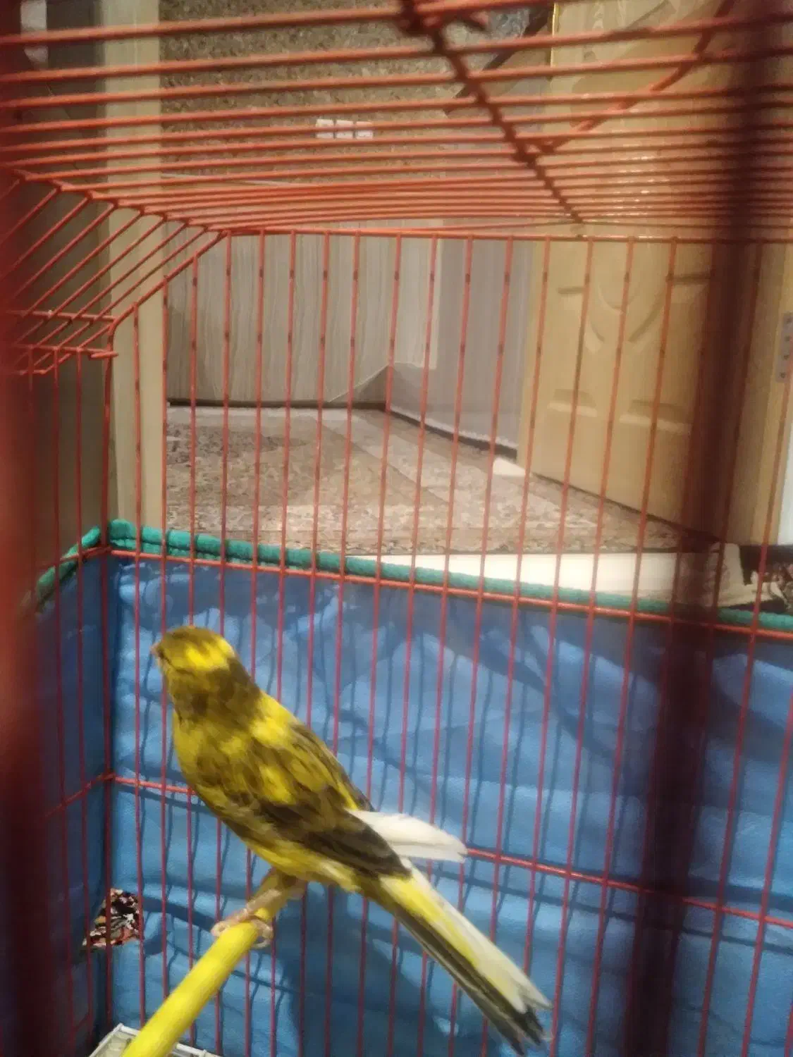 پرنده قناری|پرنده|کبودرآهنگ, |دیوار