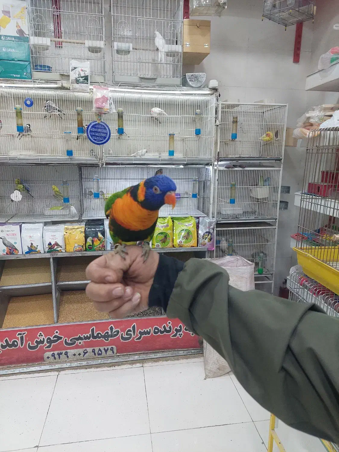 پرنده دستی سخنگو|پرنده|شیراز, شهرک پرواز|دیوار