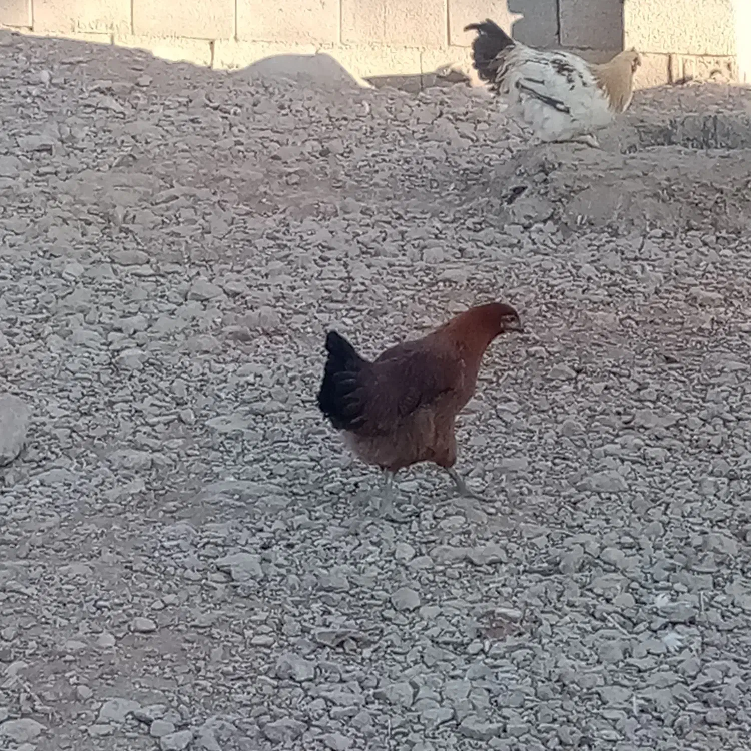 خلنگ فروشی|حیوانات مزرعه|سیدان, |دیوار