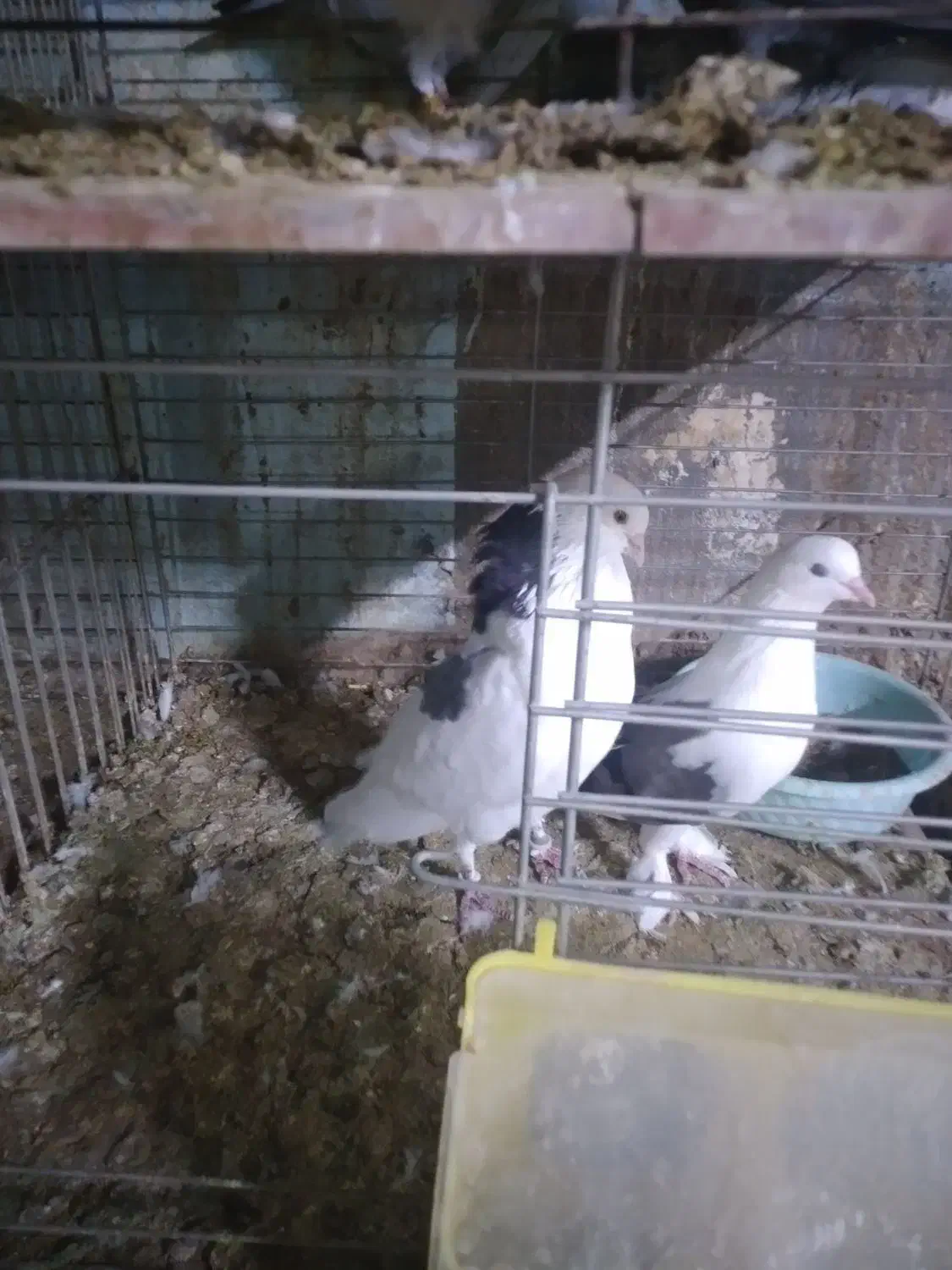 حیوانات پرنده|پرنده|قشم, |دیوار