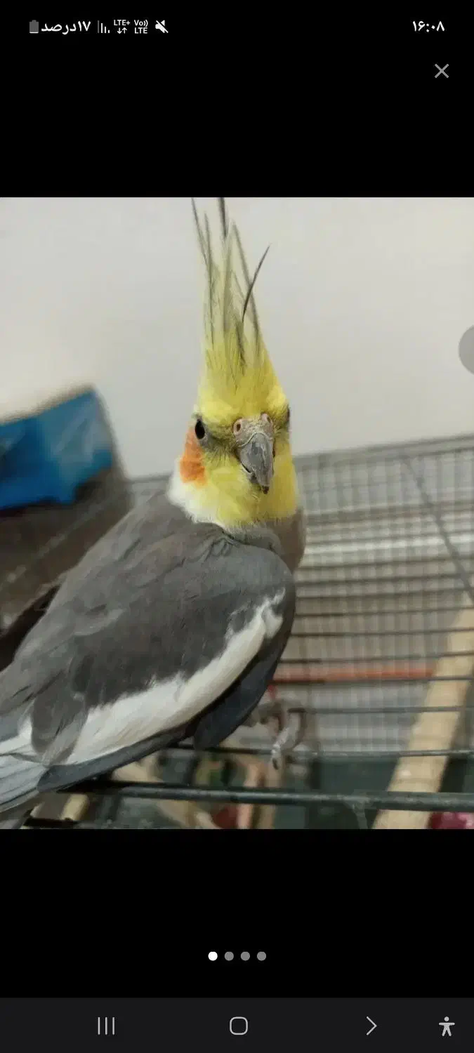 عروس هلندی نر|پرنده|فردیس, قریشی|دیوار