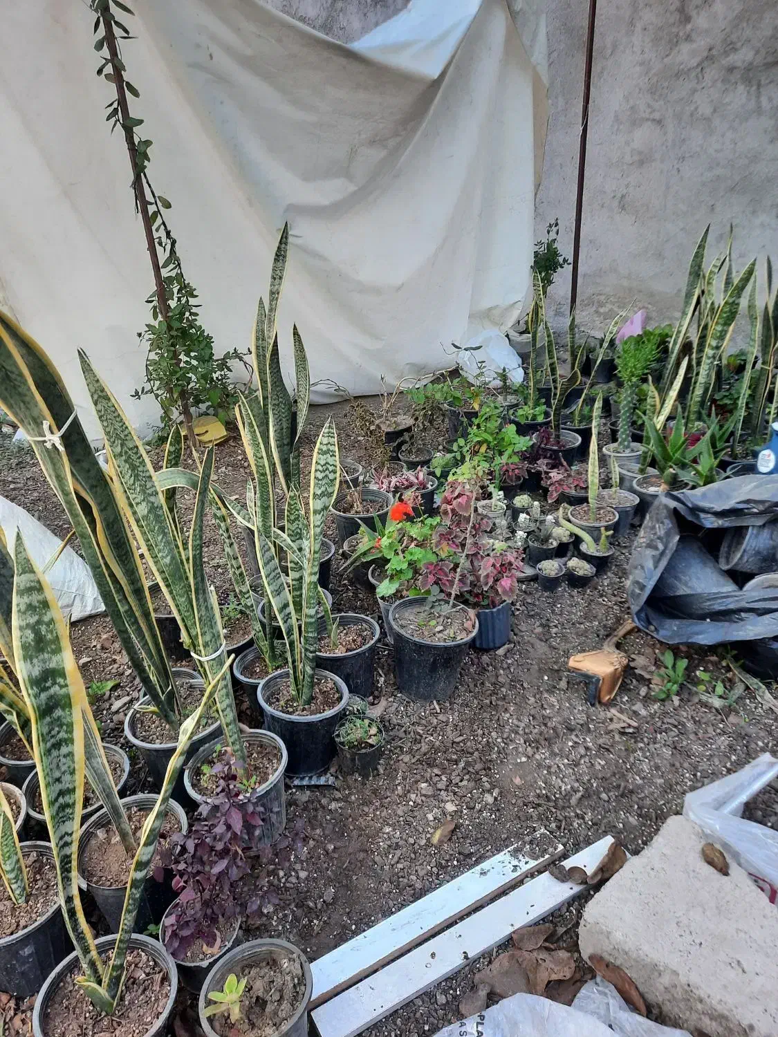 گل آپارتمانی|گل و گیاه طبیعی|اردبیل, |دیوار