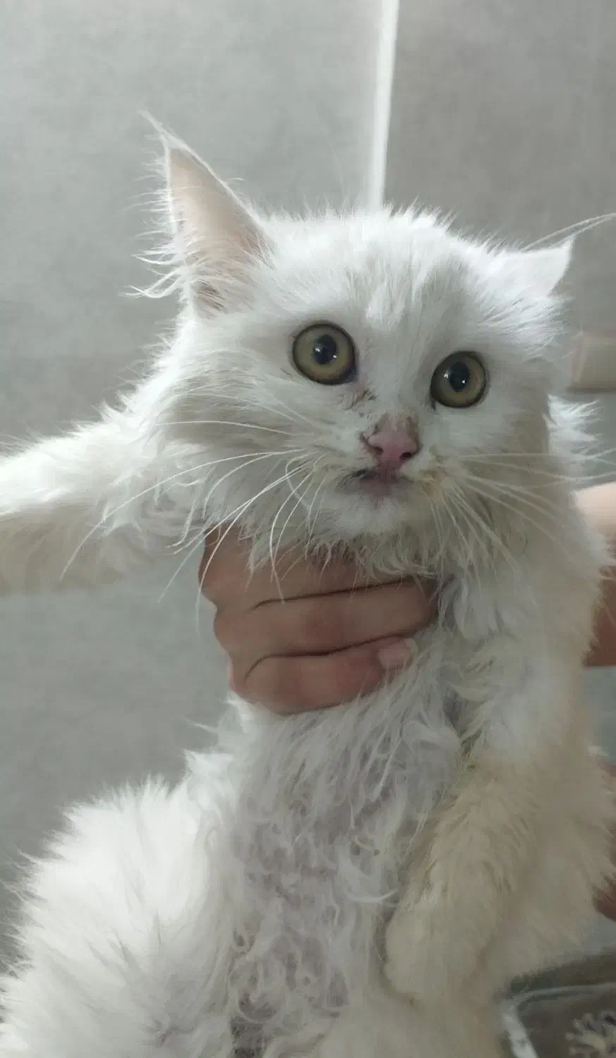 واگذاری گربه پرشین|گربه|مشهد, حجاب (شهرک غرب)|دیوار