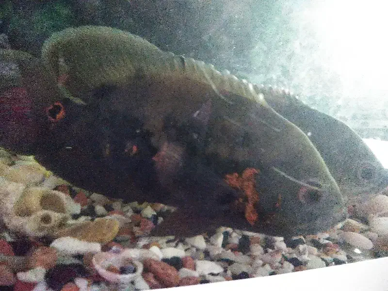 ماهی گوشت خوار|ماهی|مراغه, |دیوار