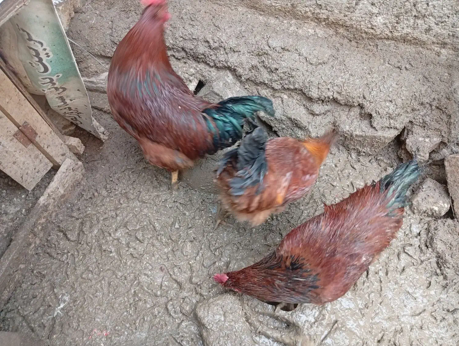 سه عدد خروس زنده به فروش می رسد|حیوانات مزرعه|فیروزکوه, |دیوار