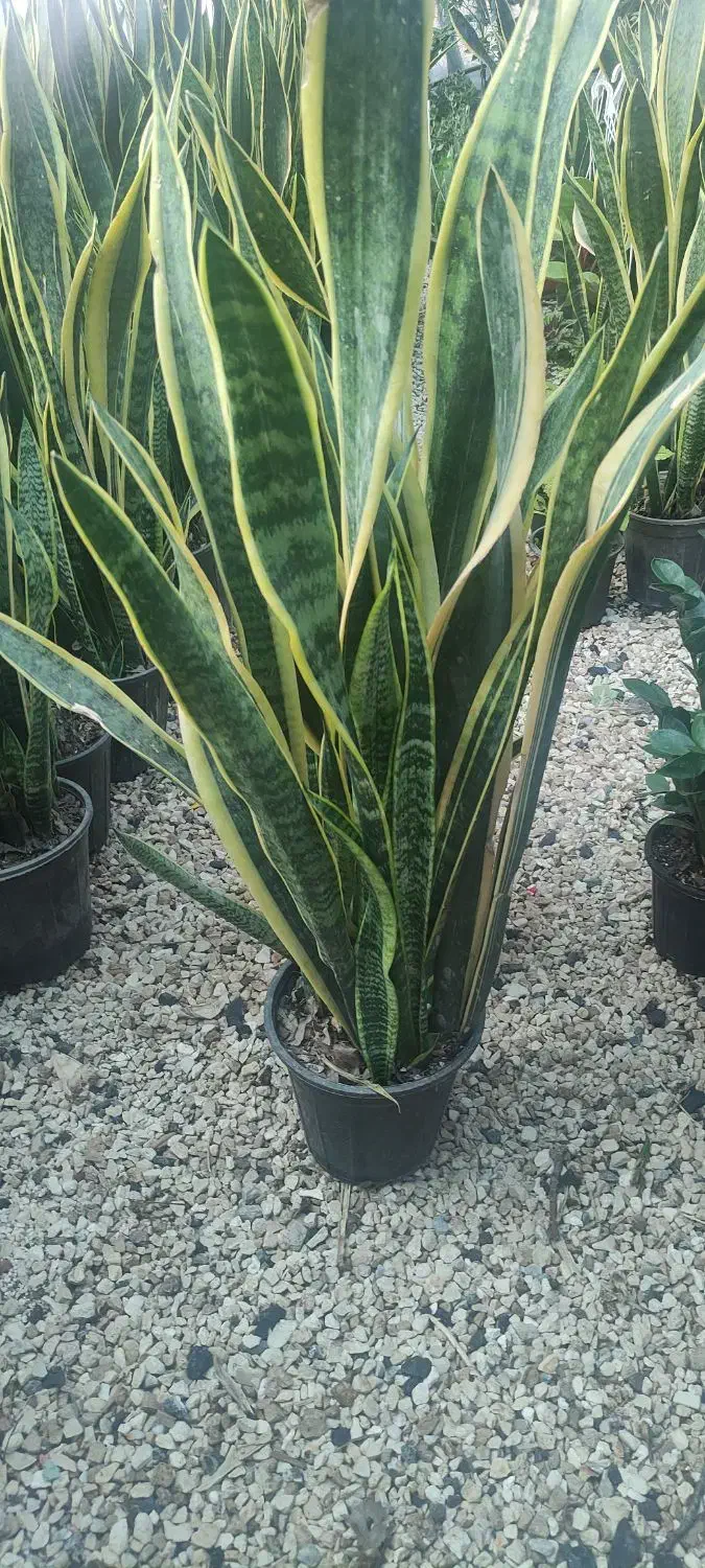 سانسوریا ابلغ سطل ۷ پر|گل و گیاه طبیعی|خمینیشهر, |دیوار