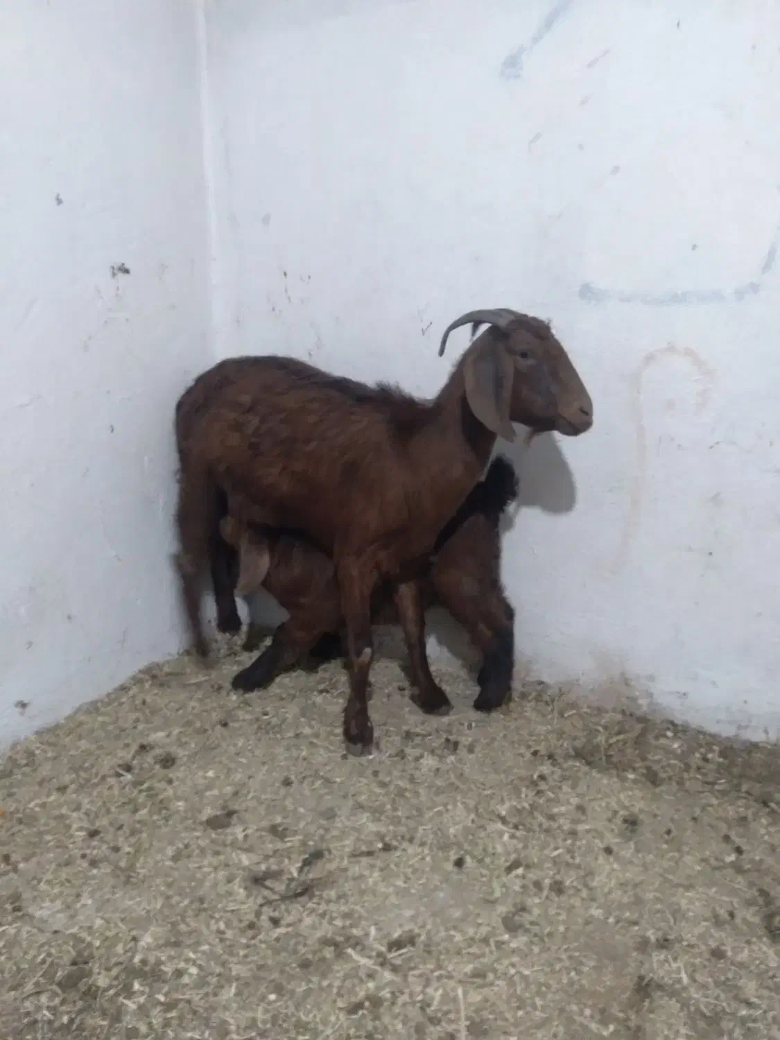 ده عدد بزشیری|حیوانات مزرعه|ملایر, |دیوار