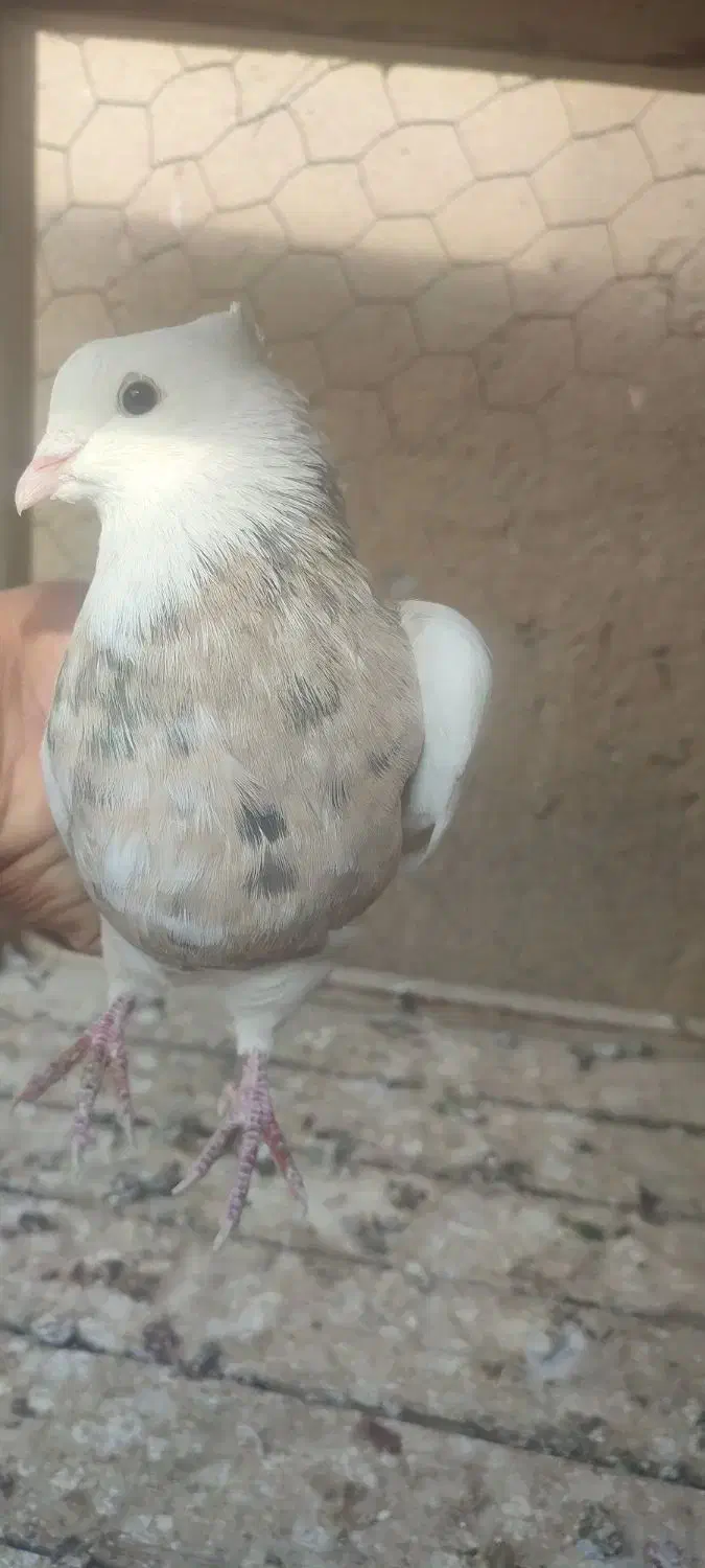 یک طوقی نر|پرنده|میاندوآب, |دیوار