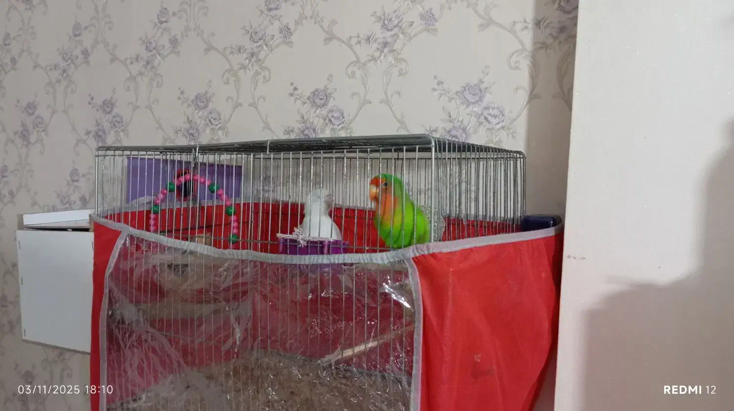 طوطی برزیلی|پرنده|سهند, |دیوار