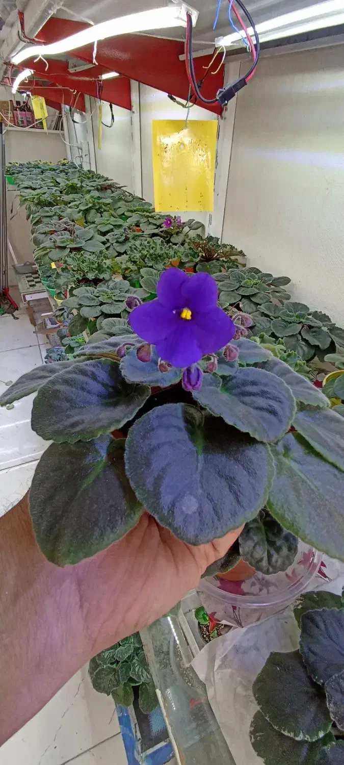 فروش بنفشه آفریقایی|گل و گیاه طبیعی|مشگین شهر, |دیوار