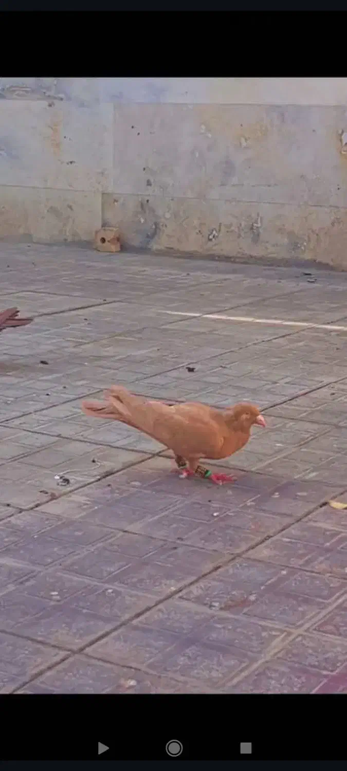 کبوتر گمشده|حیوانات|تربتحیدریه, کلاته توکلی|دیوار