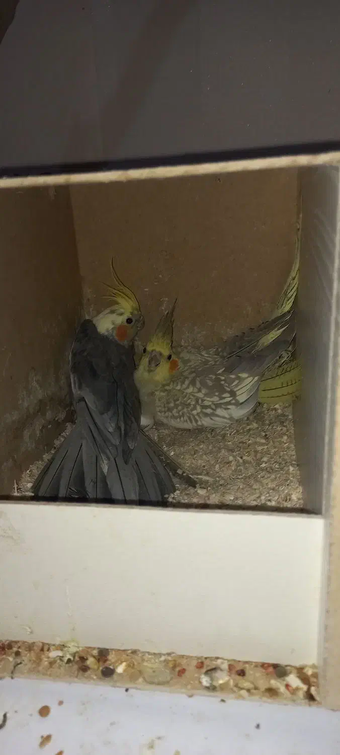 عروس هلندی روی تخم|پرنده|کرمان, |دیوار