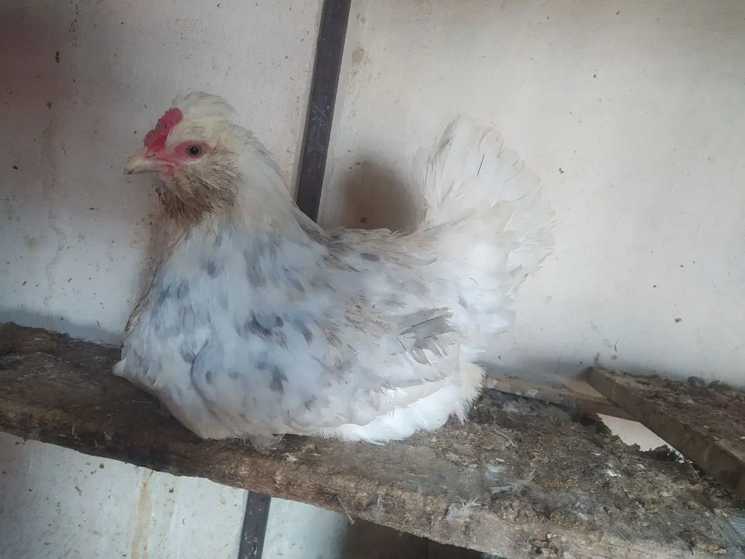 مرغ کرچ|حیوانات مزرعه|مشهد, حسابی جنوبی (شهرک غرب)|دیوار