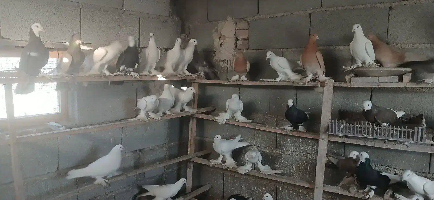 کبوتر|حیوانات|تبریز, |دیوار