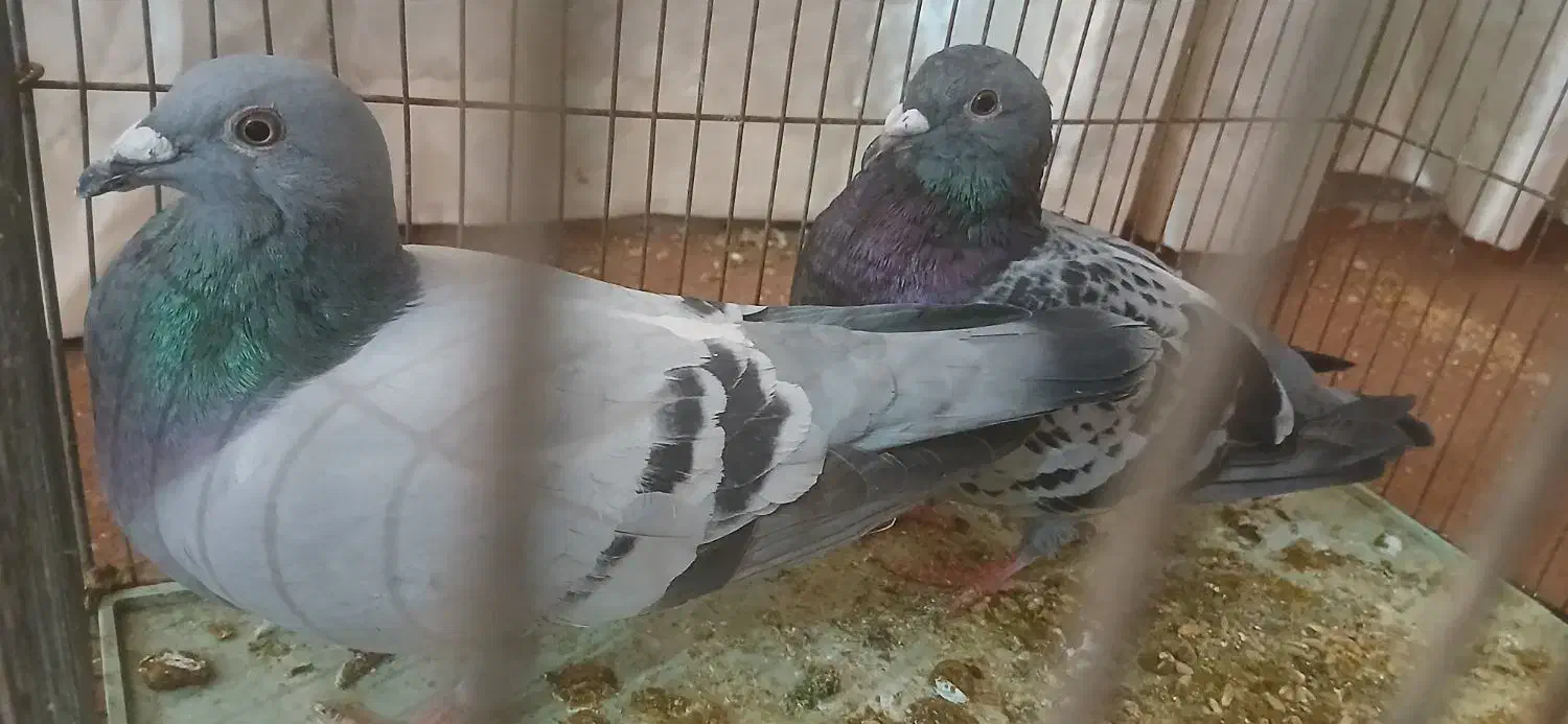 جفت پلاکی|پرنده|آبادان, |دیوار