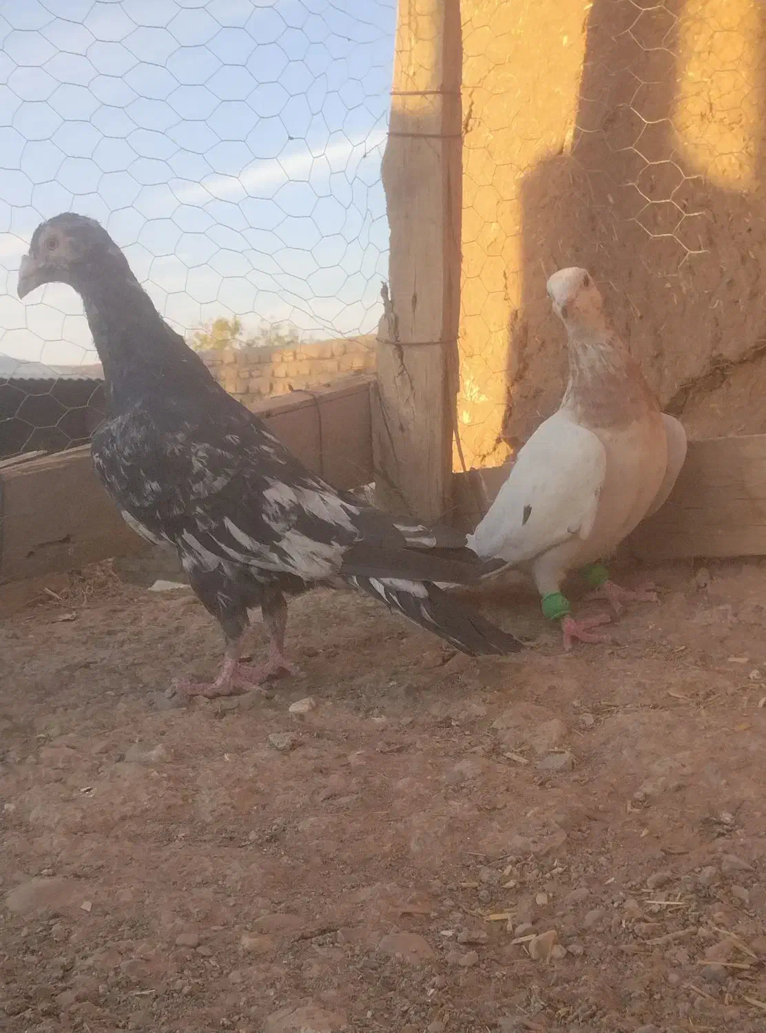 سار سرور|پرنده|مشهد, شهید معقول|دیوار