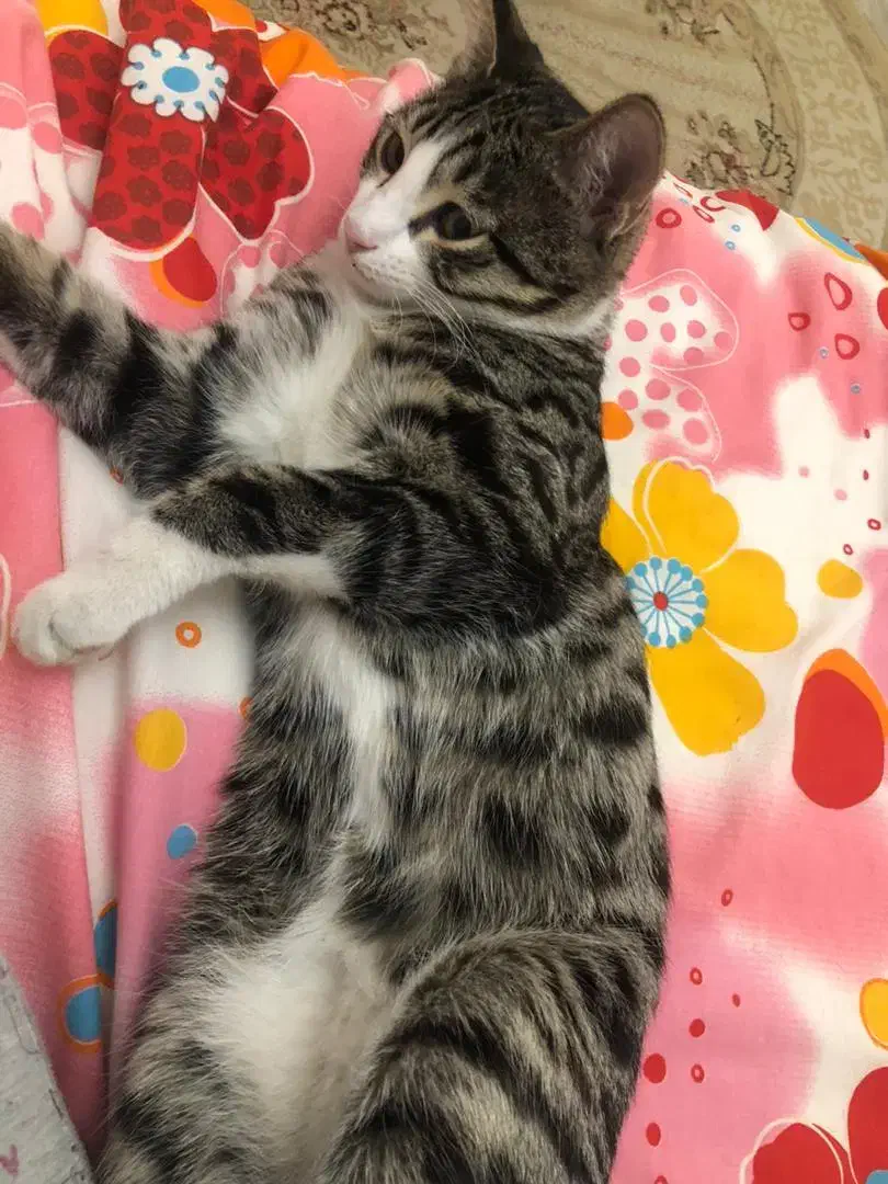 واگزاری گربه نر|گربه|تبریز, |دیوار