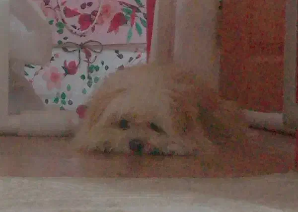 سگ شتیزو|سگ|سنندج, |دیوار