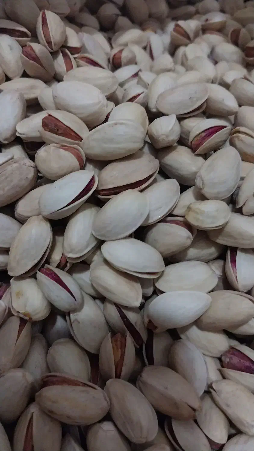 پسته خشک|خوردنی و آشامیدنی|قم, حاج زینل|دیوار