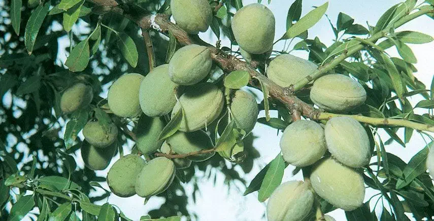 نهالستان گردو و بادام دیرگل و پر بار پالیز|خدمات باغبانی و درختکاری|پیرانشهر, |دیوار