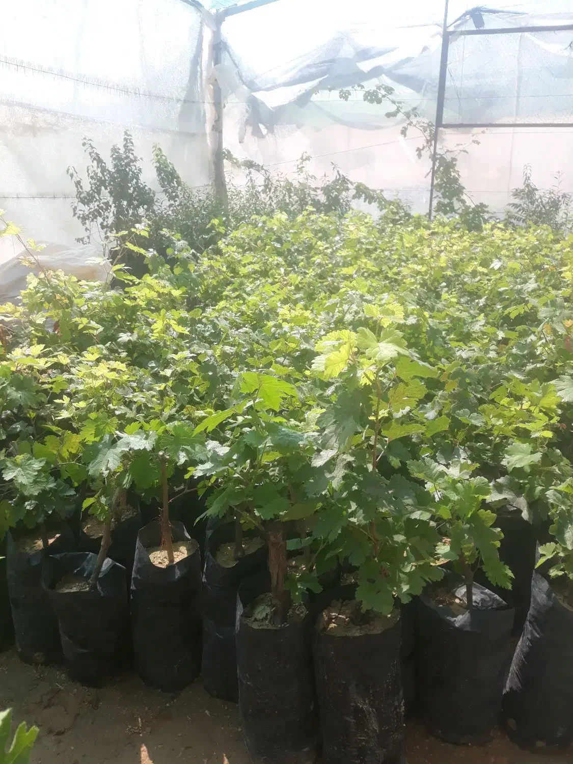 نهال انجیر و انگور و گل|گل و گیاه طبیعی|شیراز, دانشکده دامپزشکی شیراز|دیوار