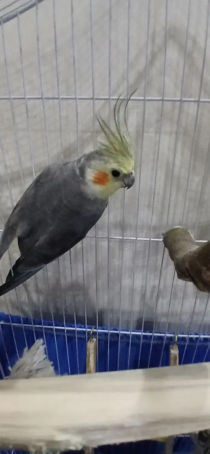 عروس هلندی|پرنده|ری, حمزه‌آباد|دیوار