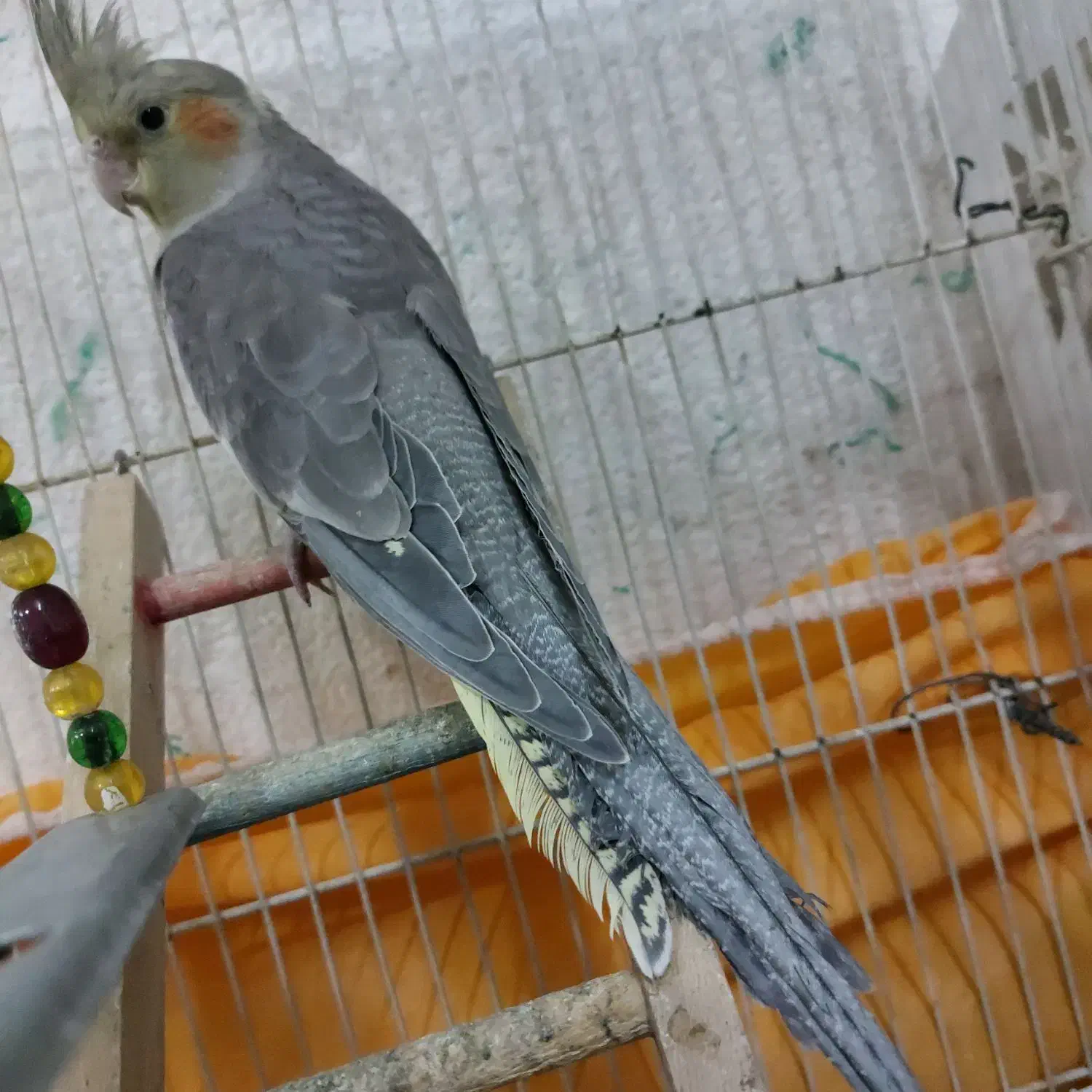 عروس هلندی نر|پرنده|مشهد, قائم|دیوار